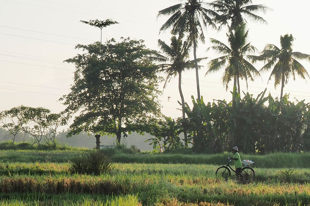 Rice fields and palm trees near Rumah Richard and Rumah Elfi