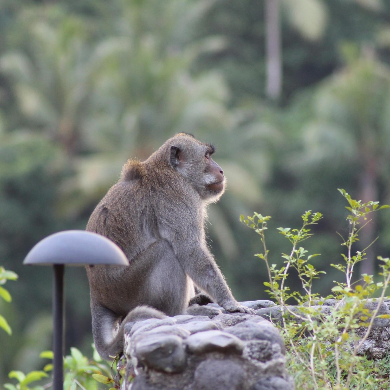 Long-tailed macaque sitting in the green