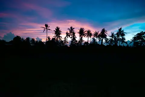 Joglo Hati: palm tree silhouettes against the sunset